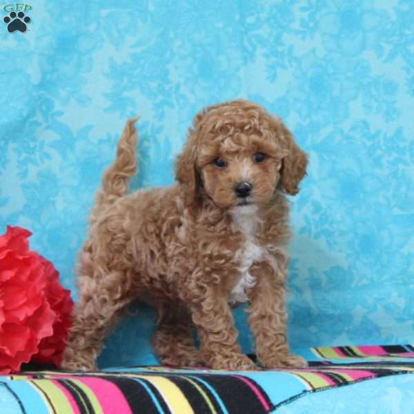 Hyacinth, Cavapoo Puppy